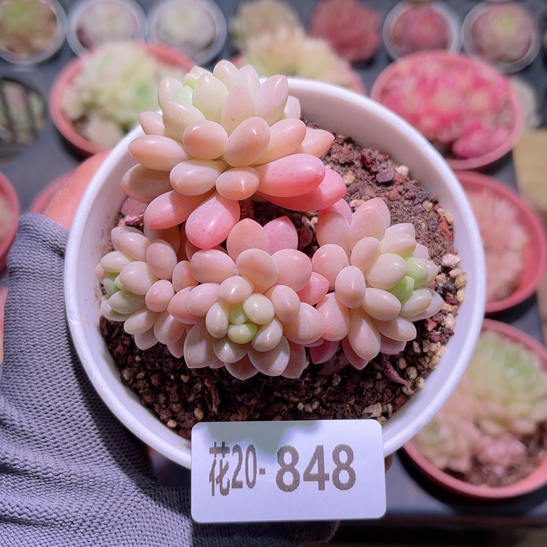 花20-848洛可可群