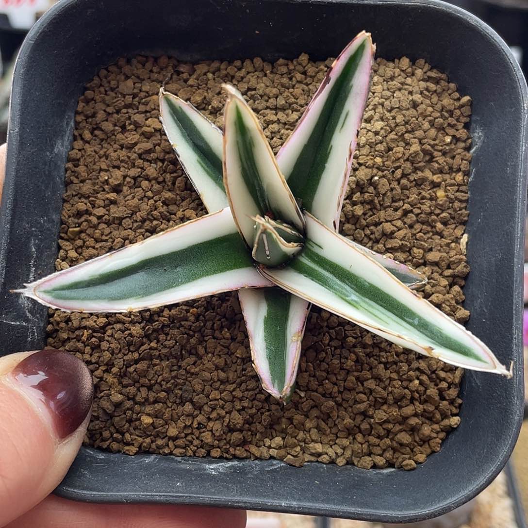 短丸叶龙舌兰冰山仙人球