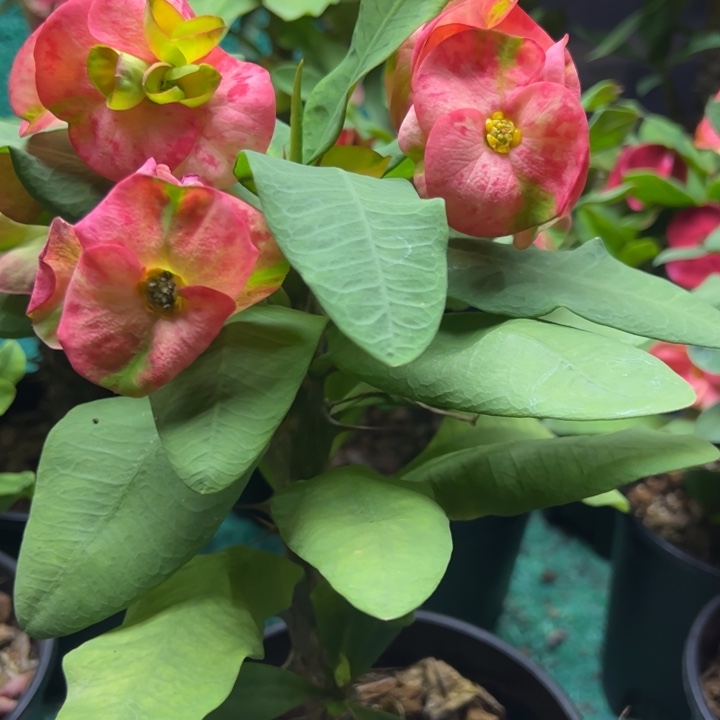 泰品扦插一物一拍