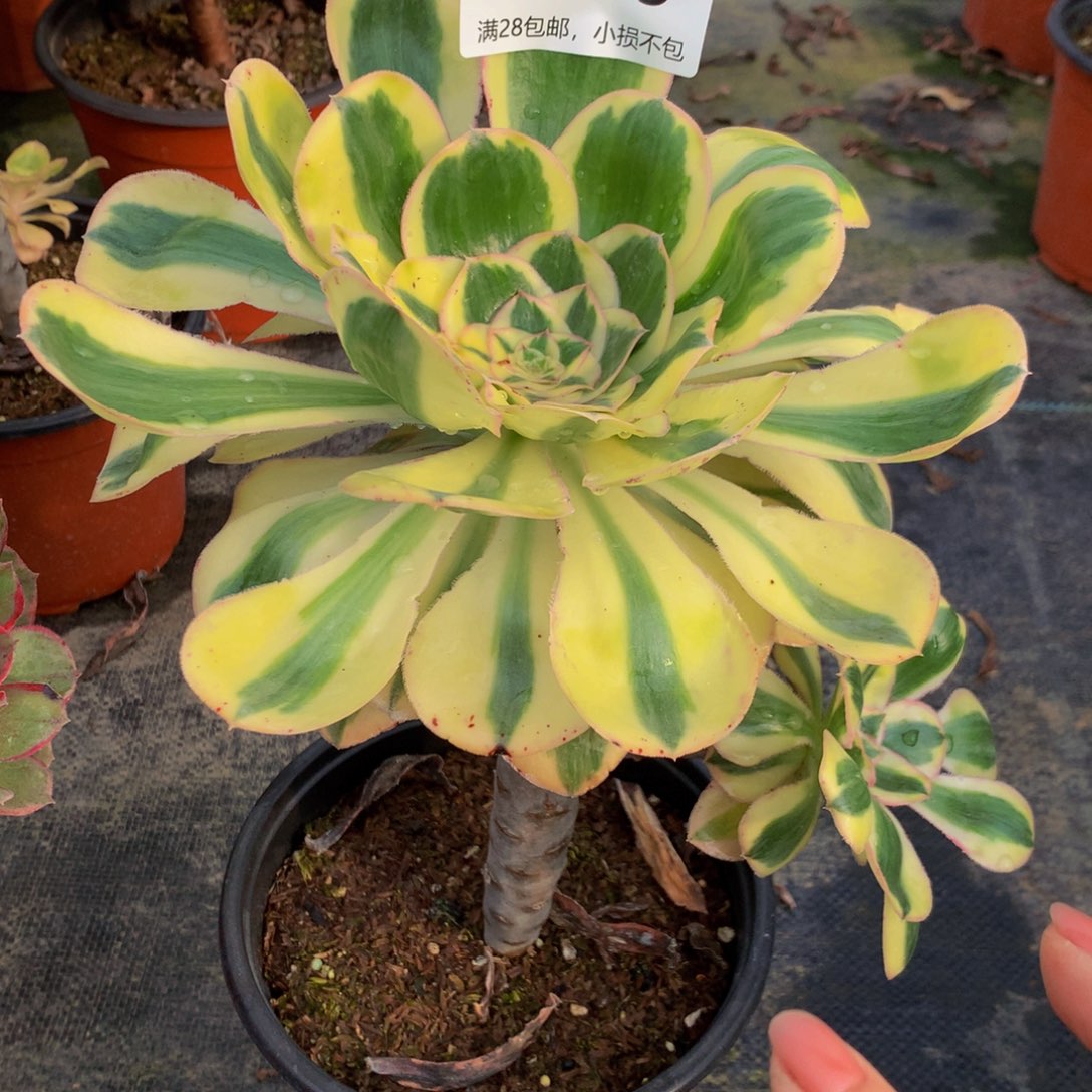 ?**灵219燕姿88888888