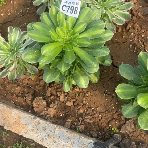 798琉璃翡翠不包断枝