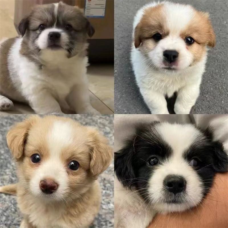 【狗掌柜】-直播间专属