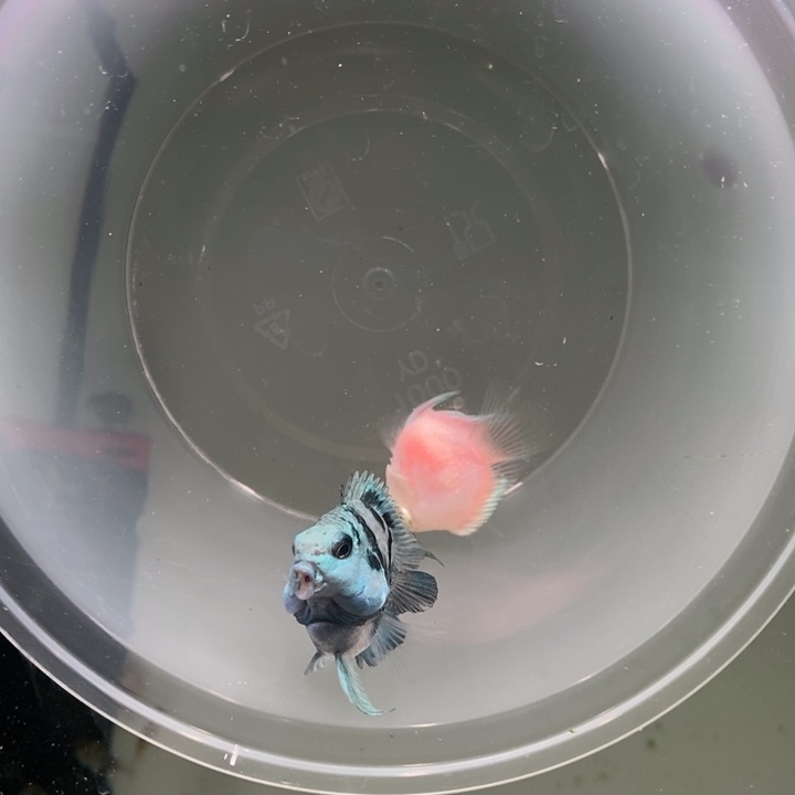 鹦鹉鱼黑尾奶牛配胭脂粉娃娃脸