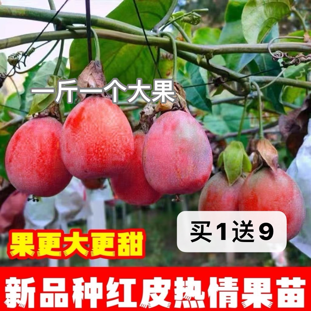 新品一斤一个红皮热情果树苗南北方种植庭院盆栽地栽耐寒热情果苗