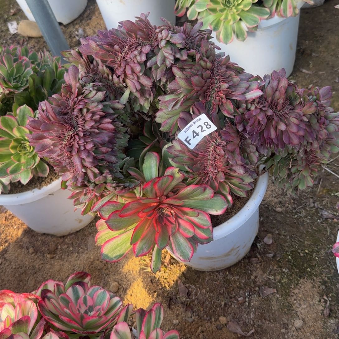428黑魔锦缀。多肉植物