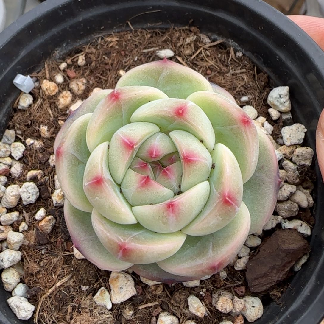 一物一拍珍妮麦秆07104