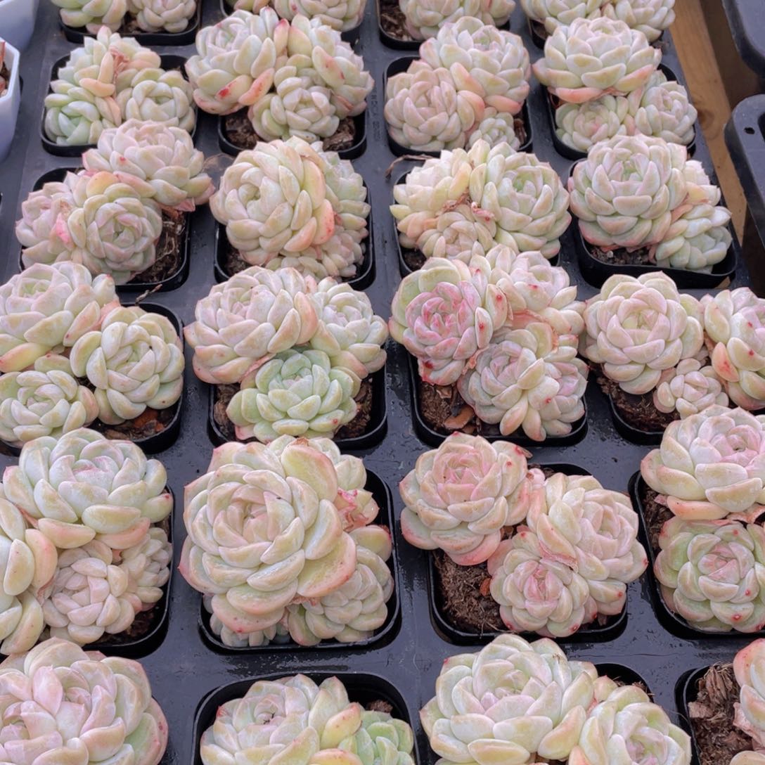 99号 白底白桃汽水群生不包整一个