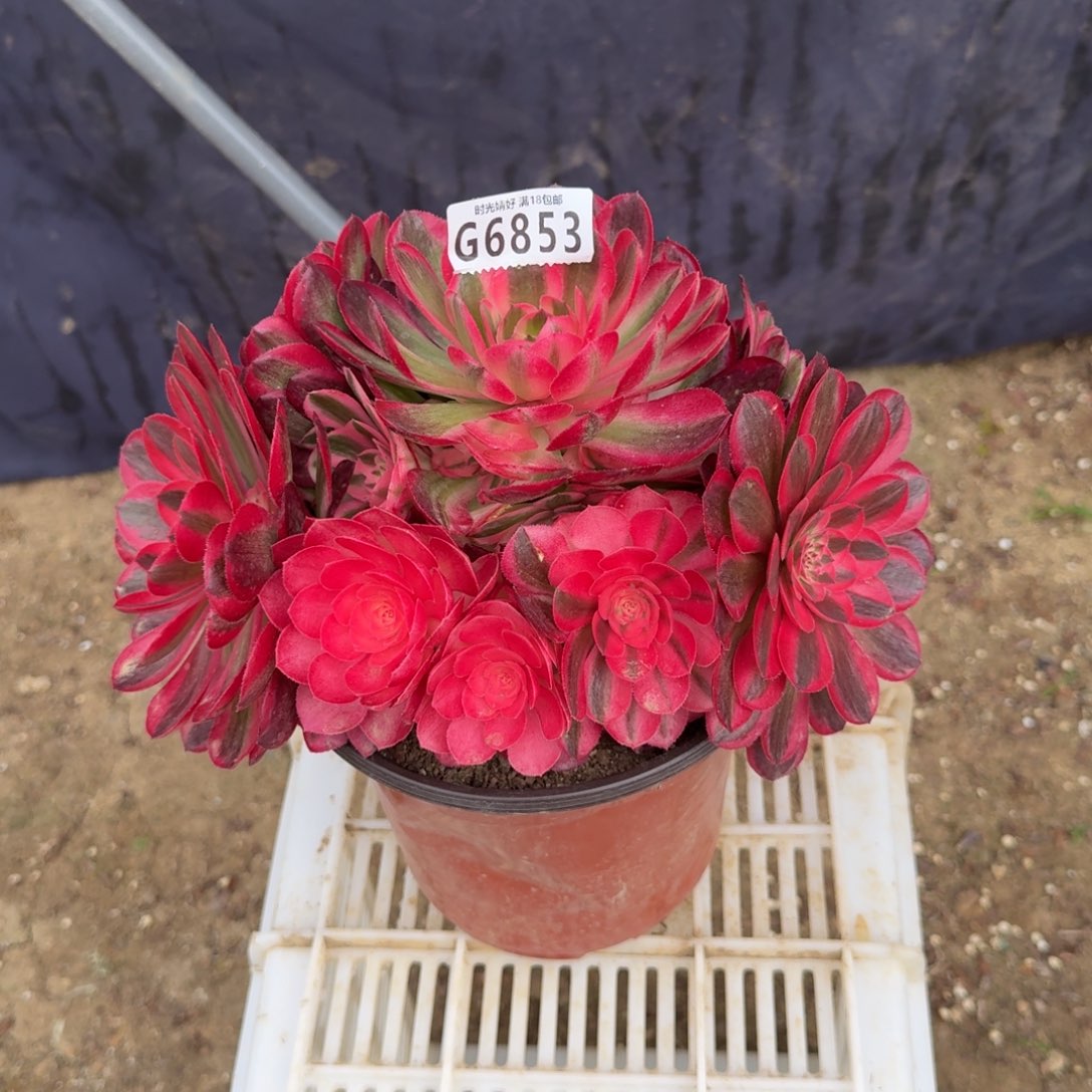 6845荔枝。多肉植物