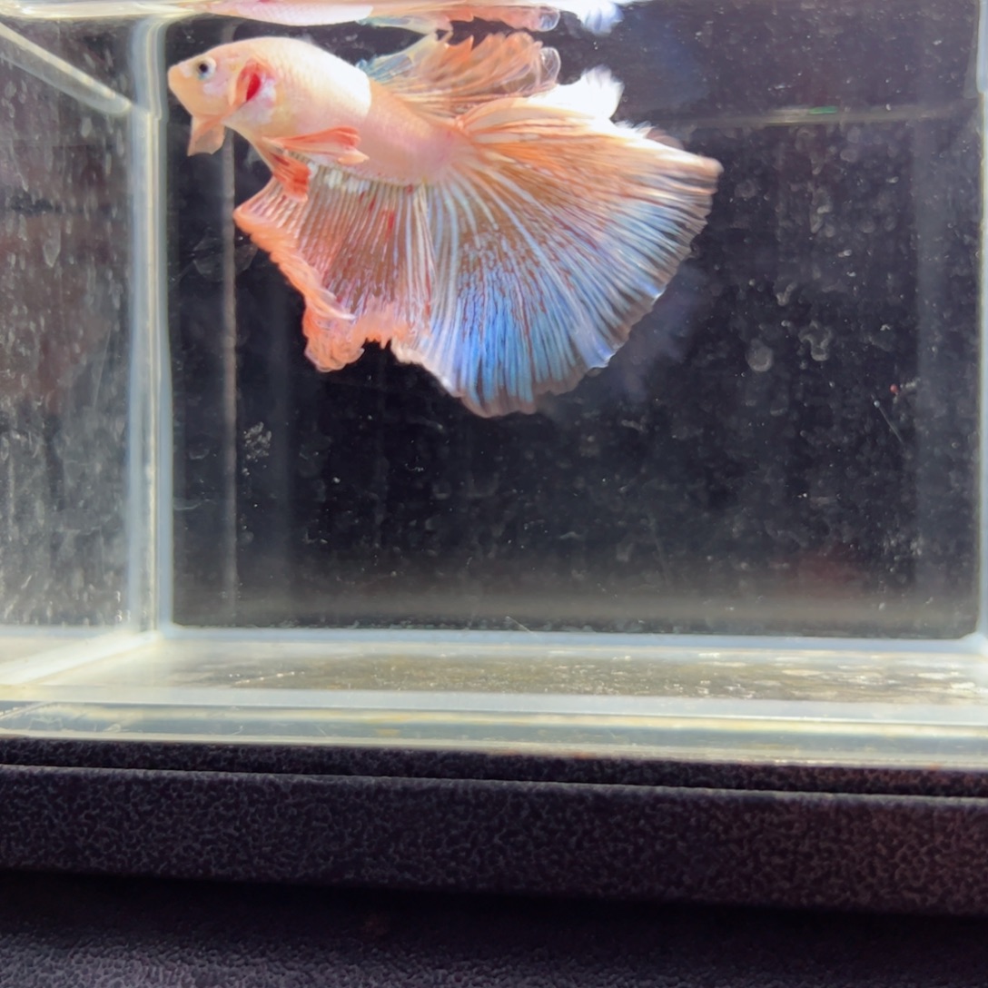 斗鱼浅色特殊尾hhhh