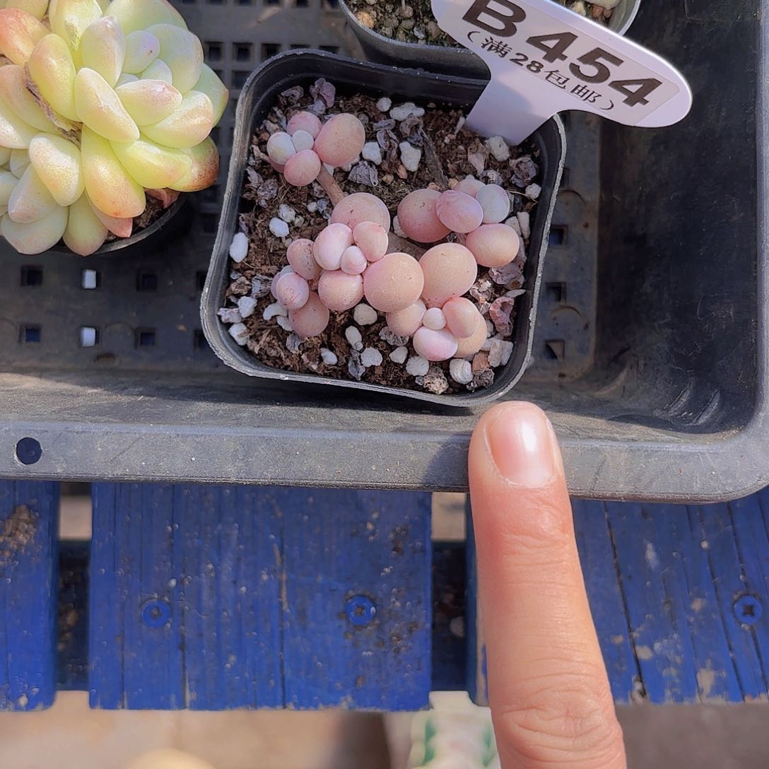 B454丸叶糖果桃蛋一物一拍