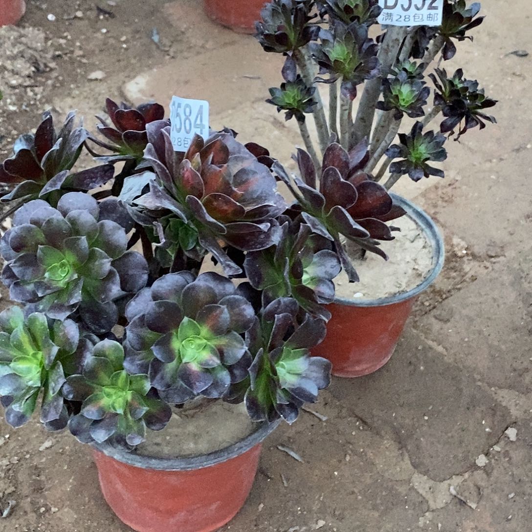 一***？584+552黑豆花纳多肉植物