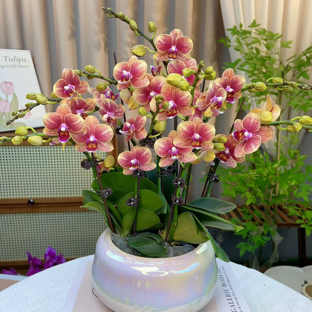 蝴蝶兰《金蝶》聚宝盆栽 基地生长种植植株 非常好养