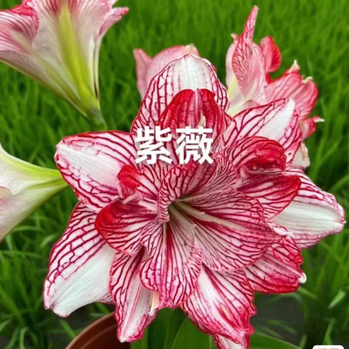 朱顶红 紫薇 包对版