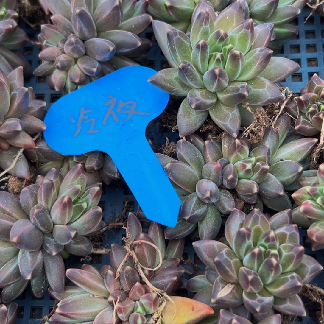 杜*多肉发货多肉发货