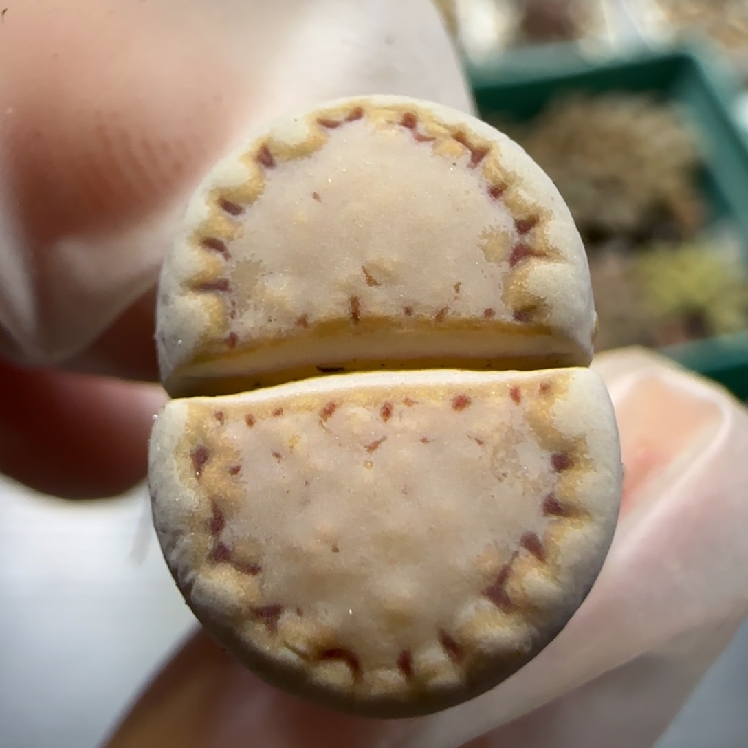 1.16 捡漏 217饼干 6023