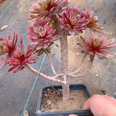 560紫霞仙子多肉植物