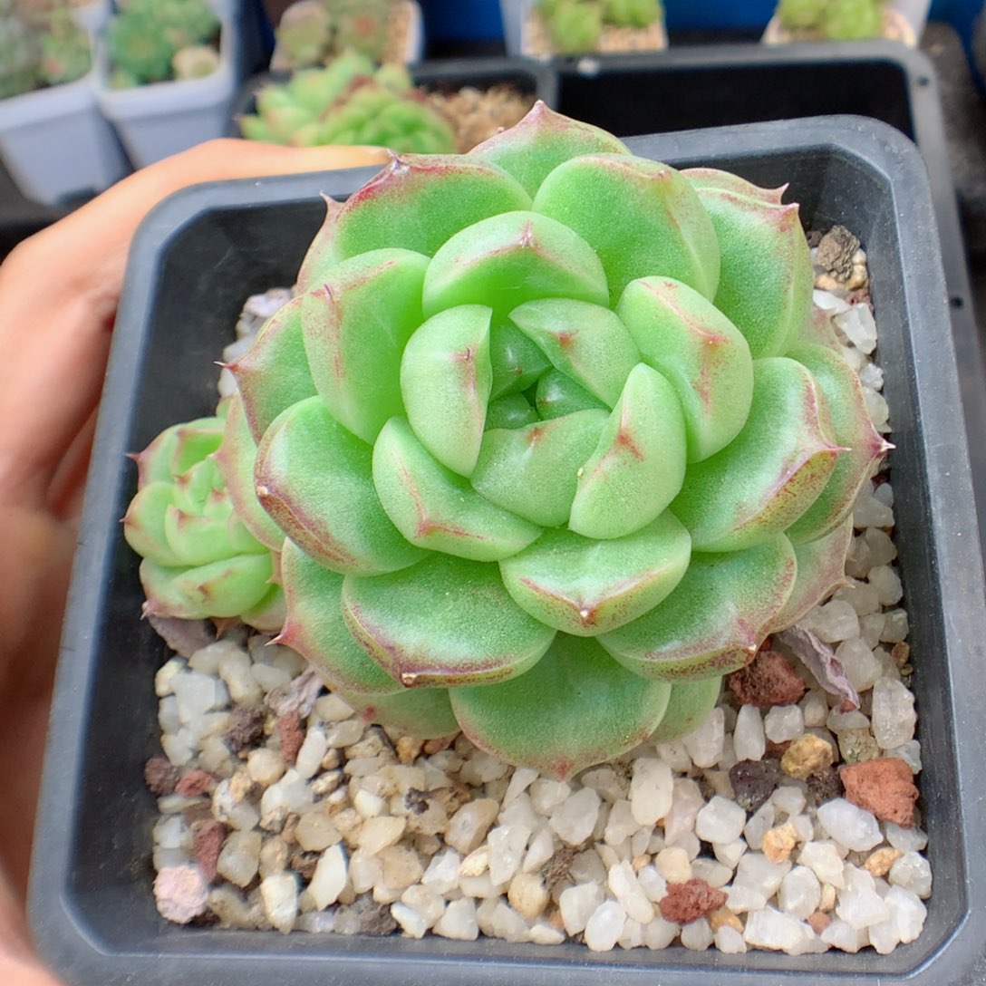 58包邮  群生不包整 麦秆7