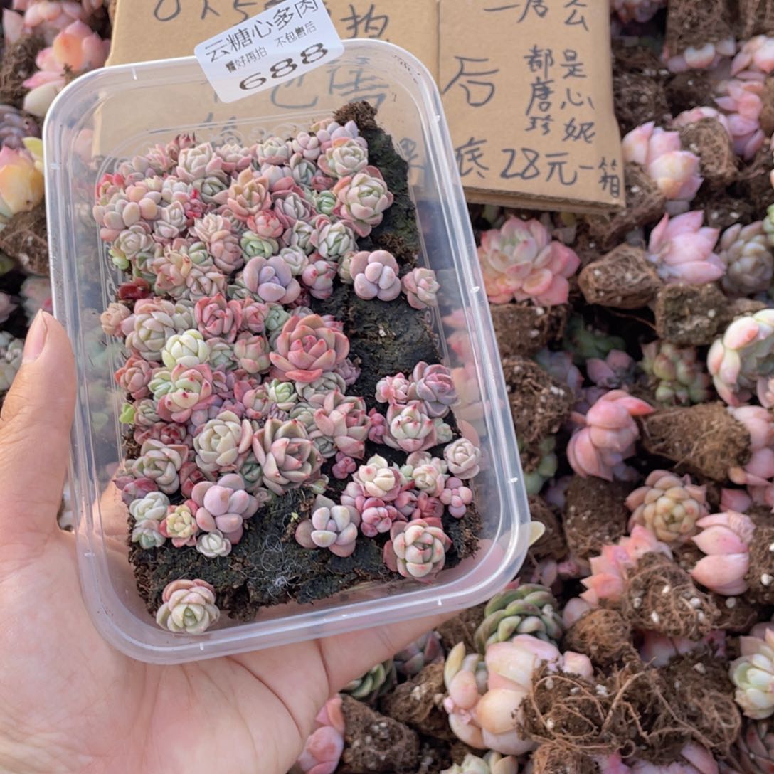 云糖心多肉植物688