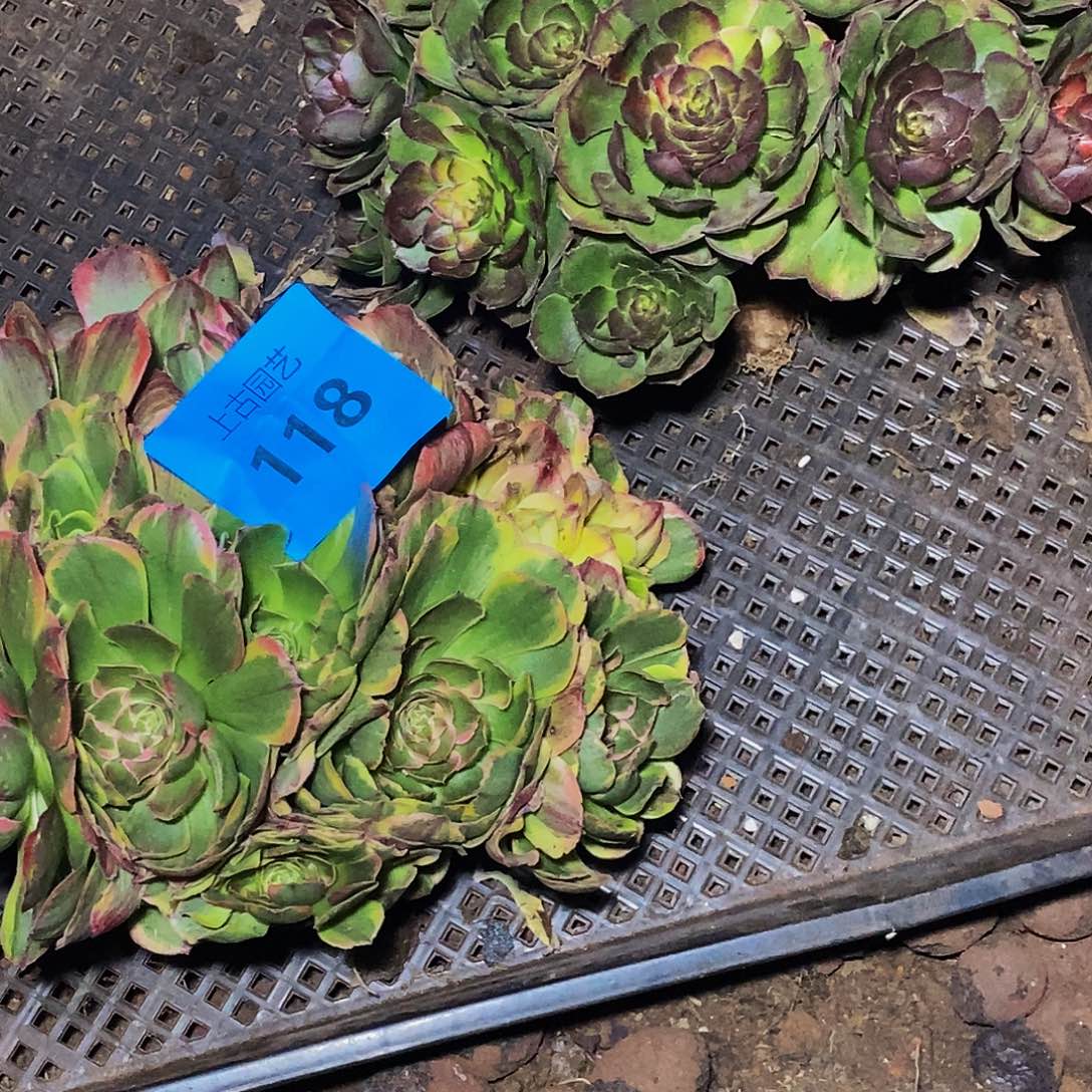 上古园艺多肉法师118