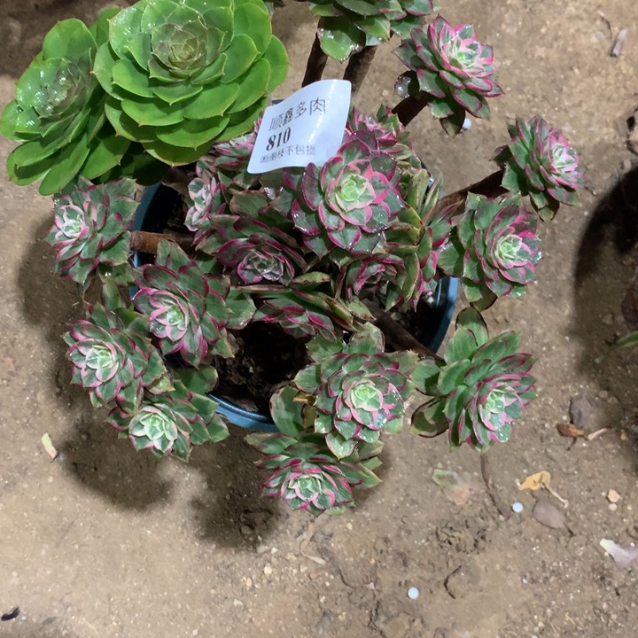 810莲花多肉植物特价