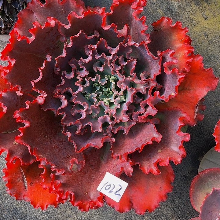 随*婚纱大单头1022