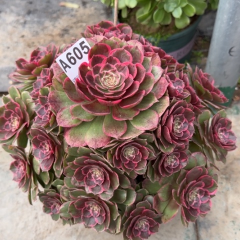 605粉花妖26厘米左右