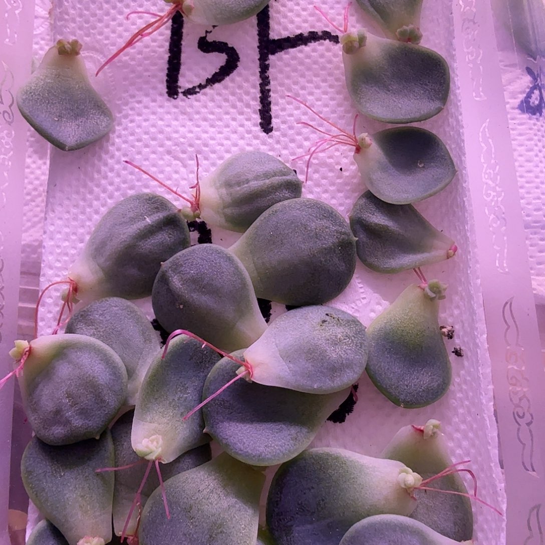 财富密码暴富叶片1片