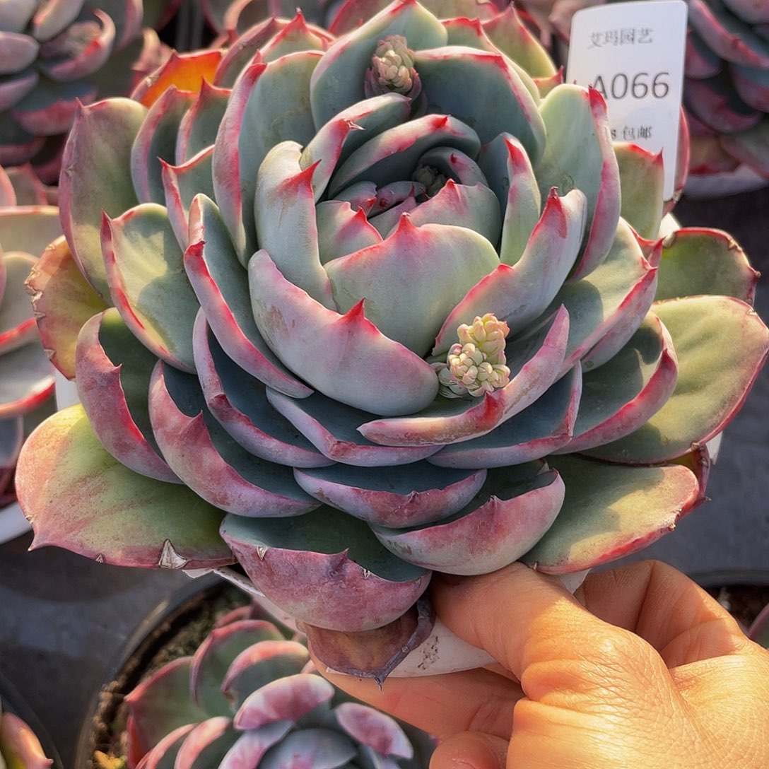 惊鸿066 多肉多肉多肉