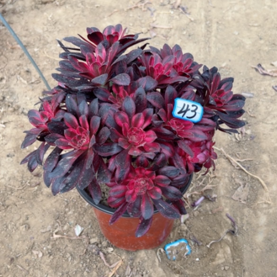【闪购商品】多肉植物香奶43