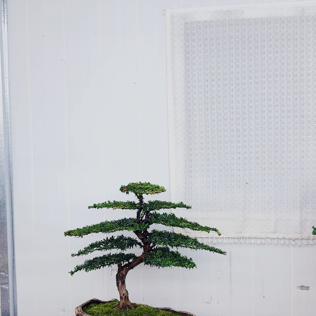 无花朵新*程00000000000000