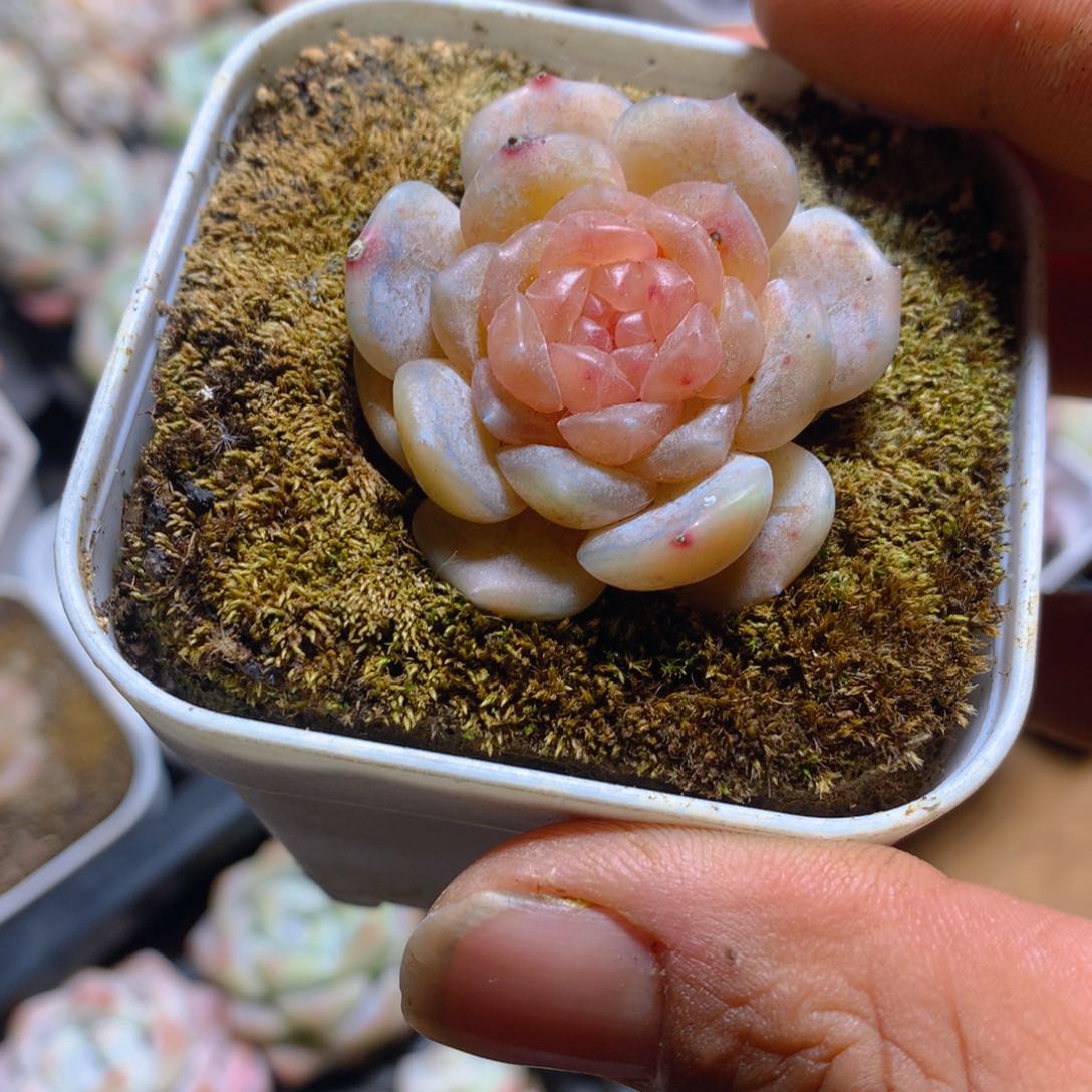白恋多肉一物一拍