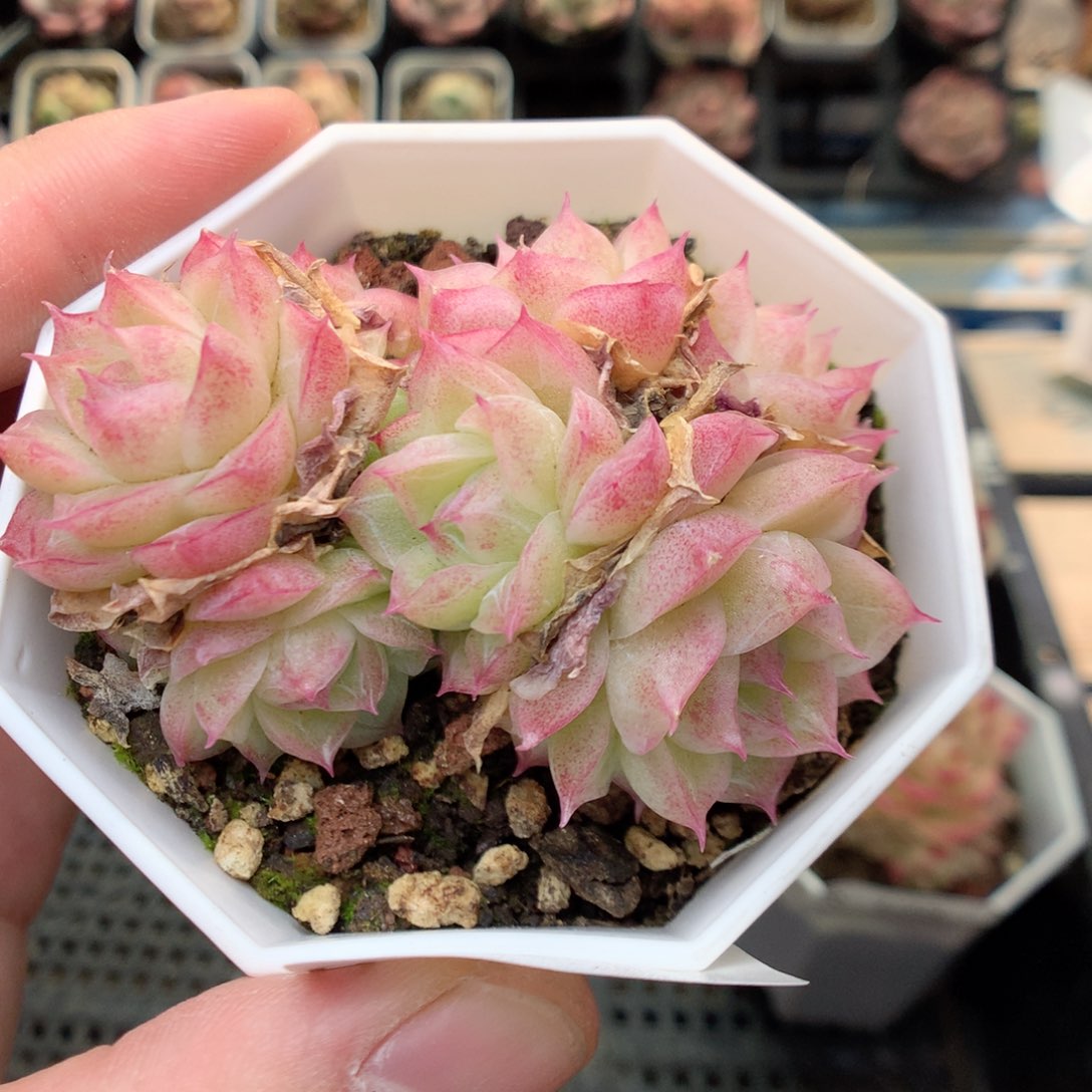 R106两群，20包邮两天凑单偏远不发货