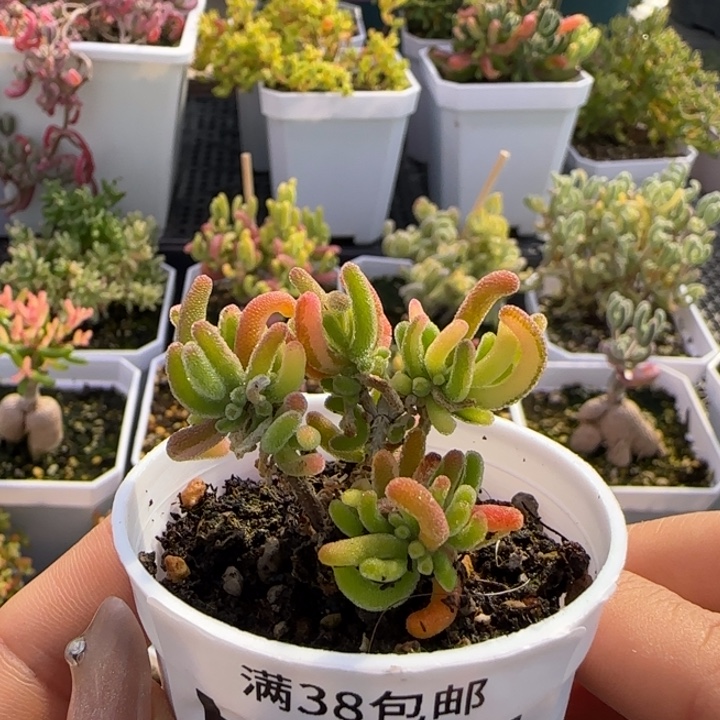 581-荧光兔锦阴阳锦植物枝干