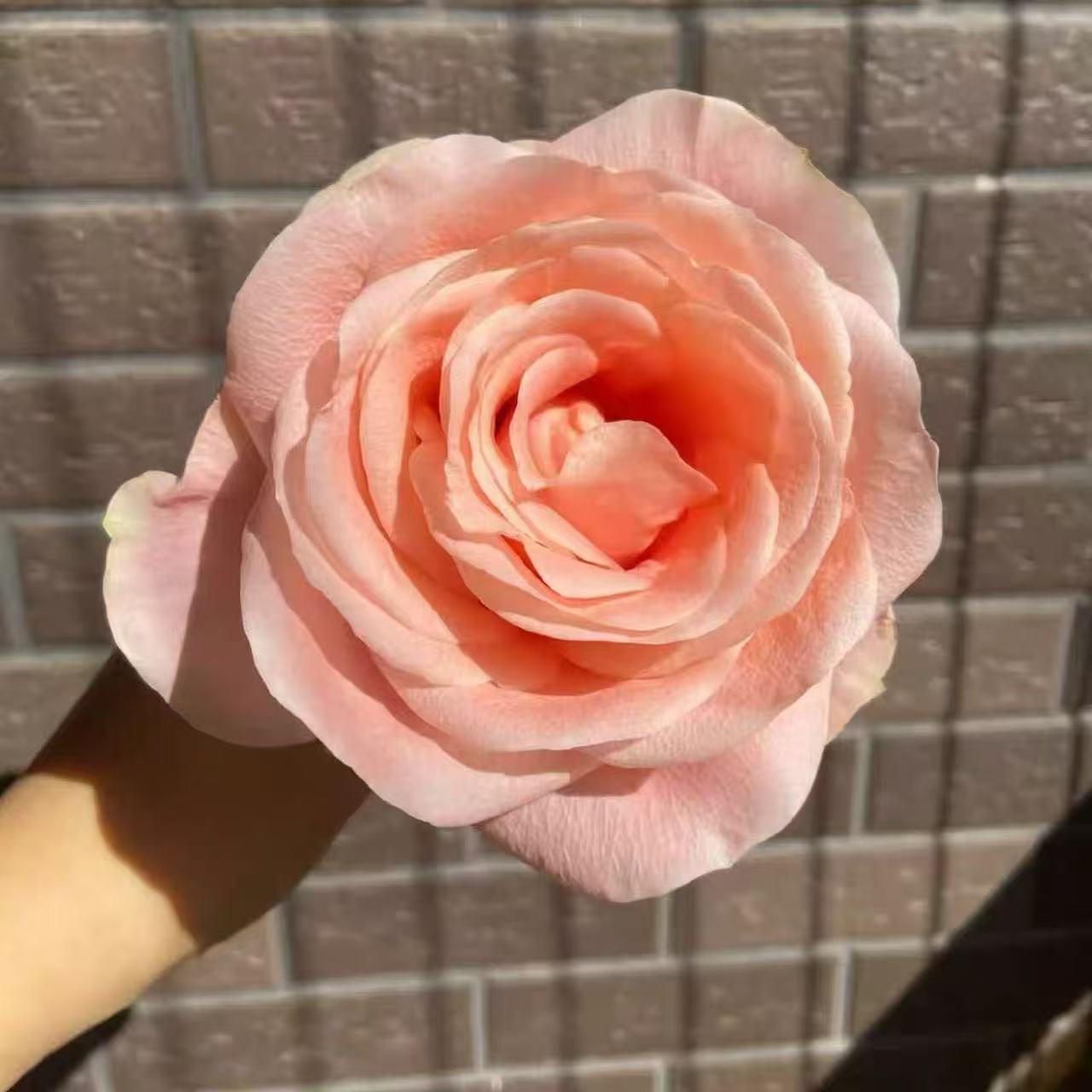【开司米】单头露天新品月季花苗花期长开放度好温柔的果冻粉花色