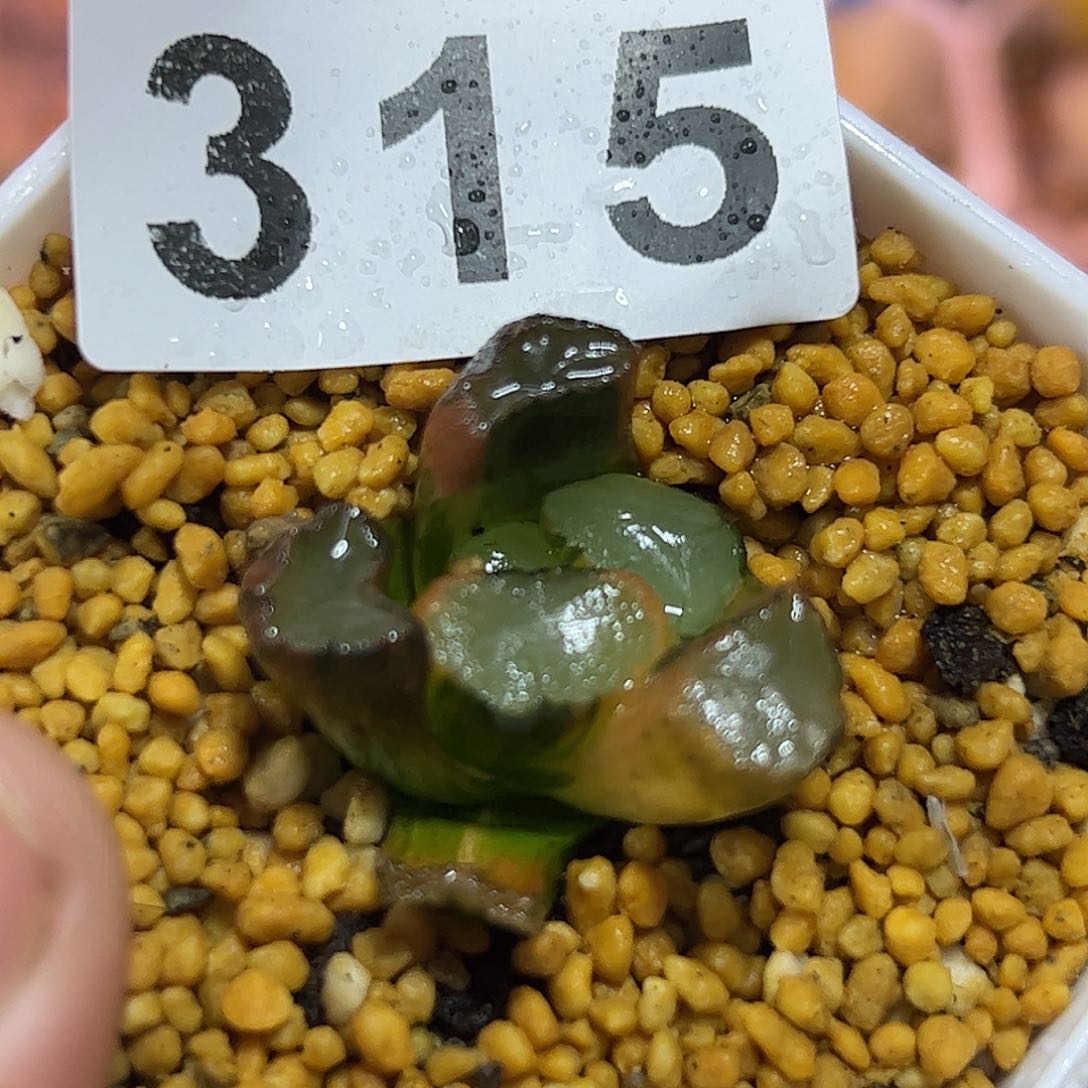 紫镜万象锦十二卷多肉