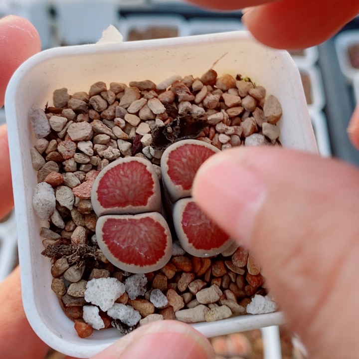 云***m生石花花花花开了873