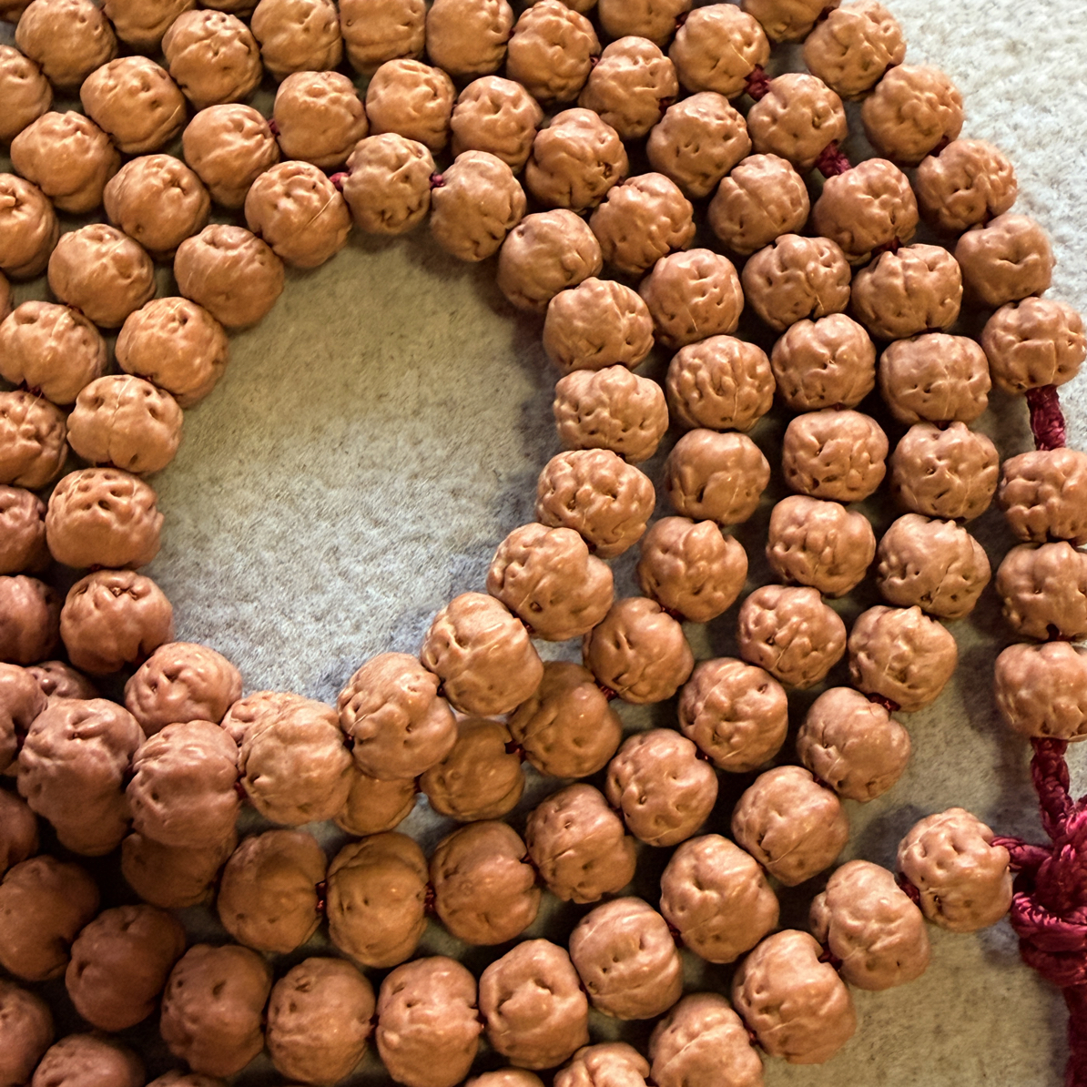 五爪金龙，7mm左右