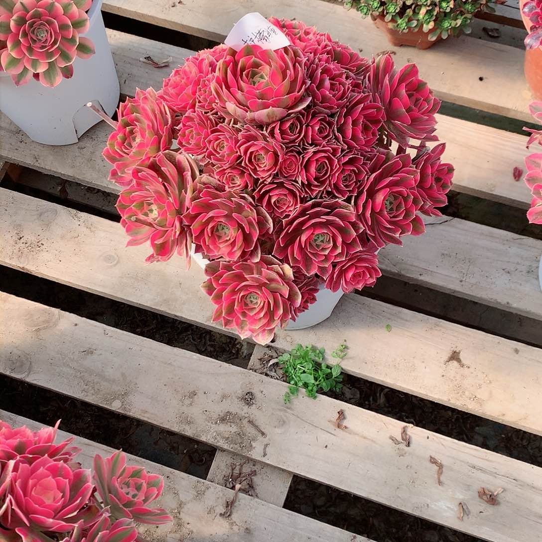 【闪购商品】粉****糖粉女巫，多肉