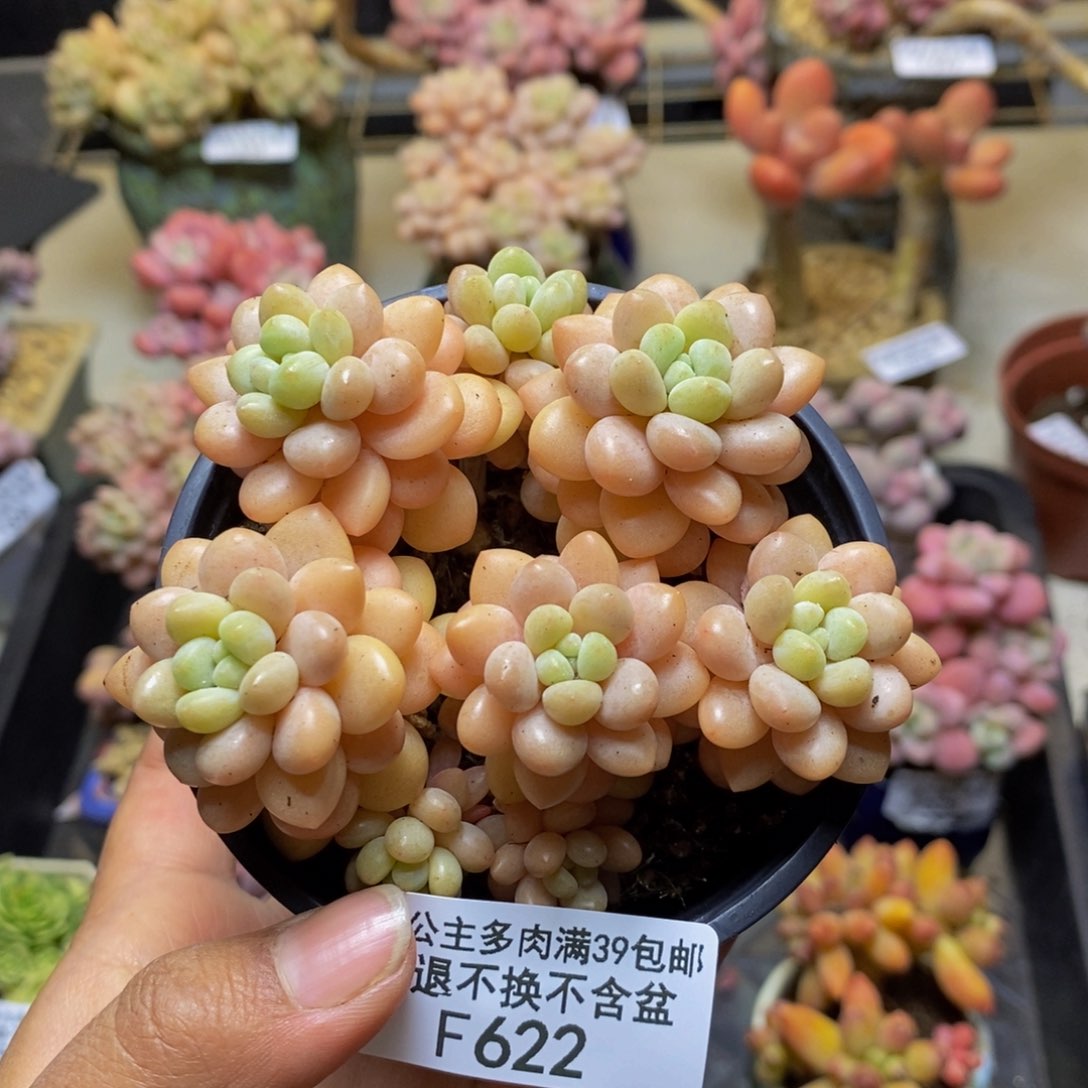 622洛可可多肉7cm
