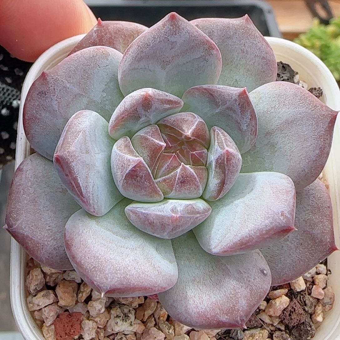 多肉0911-108琥珀天使珍妮
