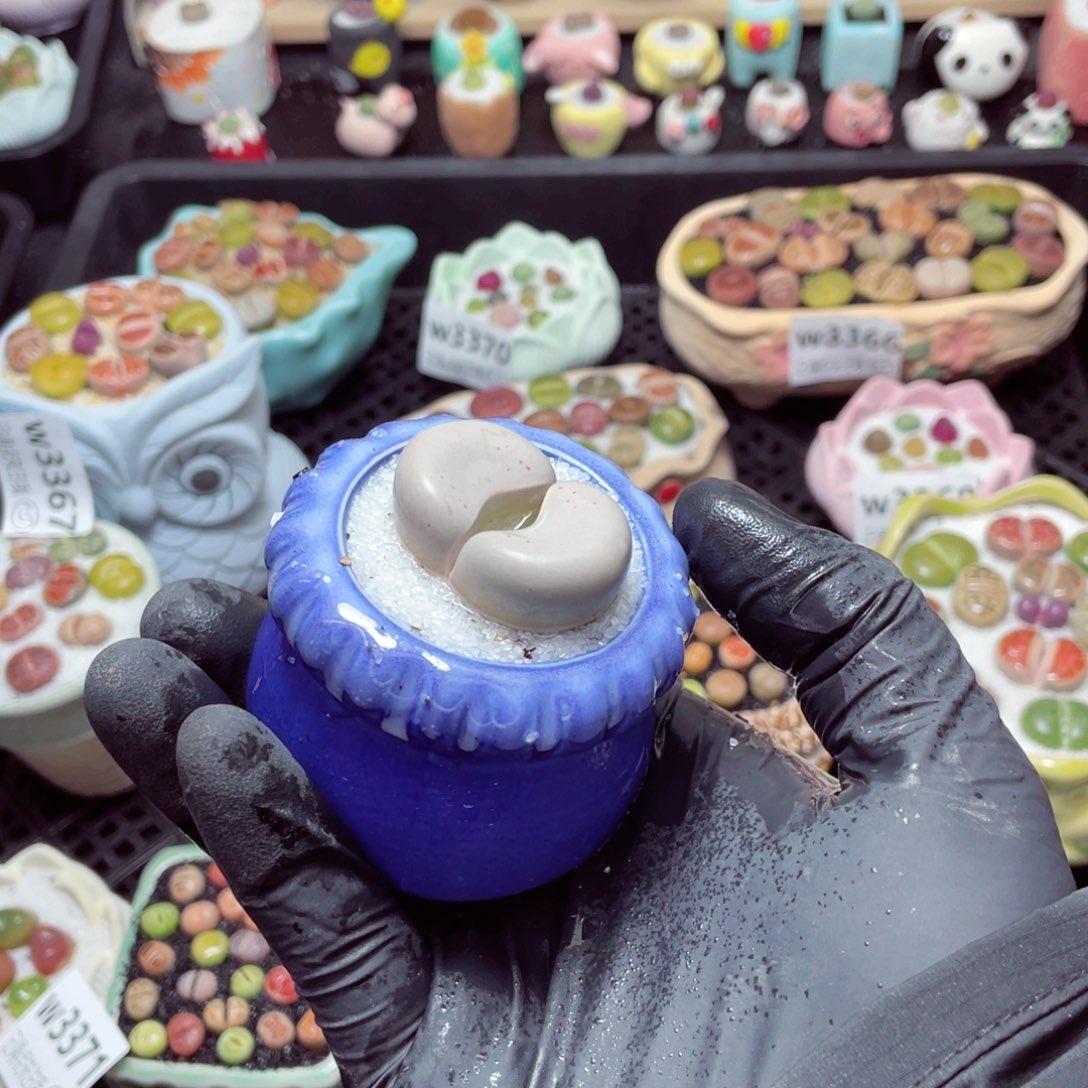 w3375--带盆土发货，零下地区拍保温箱