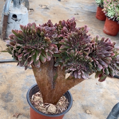 娜迦缀多肉植物004