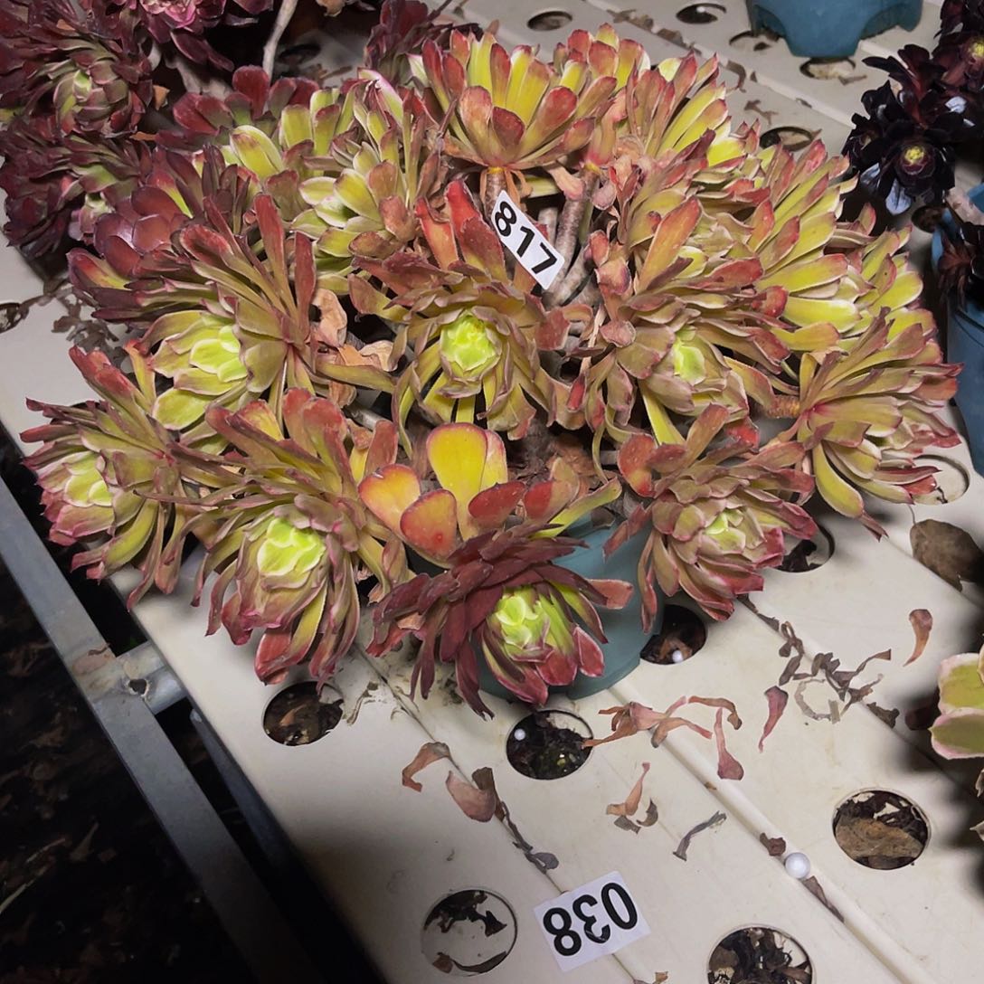 法师法师7-11包邮法师