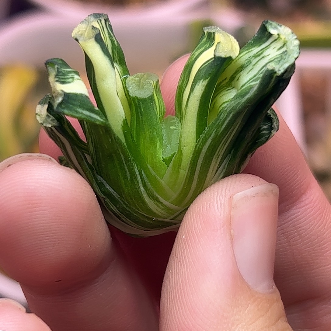 868写乐实生锦十二卷多肉