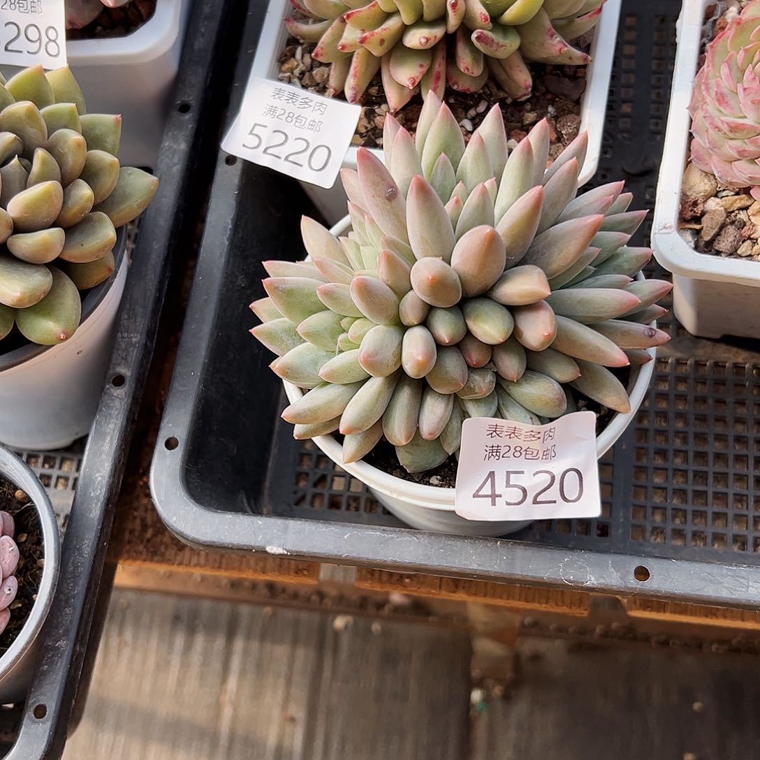 9号我们的确是一4520