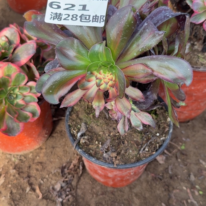 *****621二号棚巫毒红拉丝花脸B