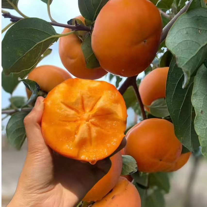 新品种太秋脆甜柿子苗南方北方能栽