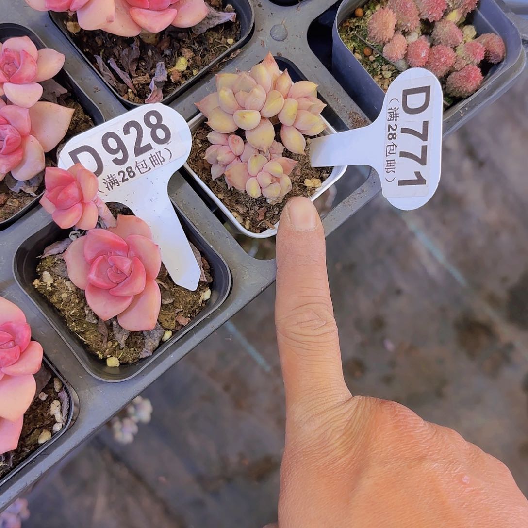 仙*啾D771红象牙一物一拍