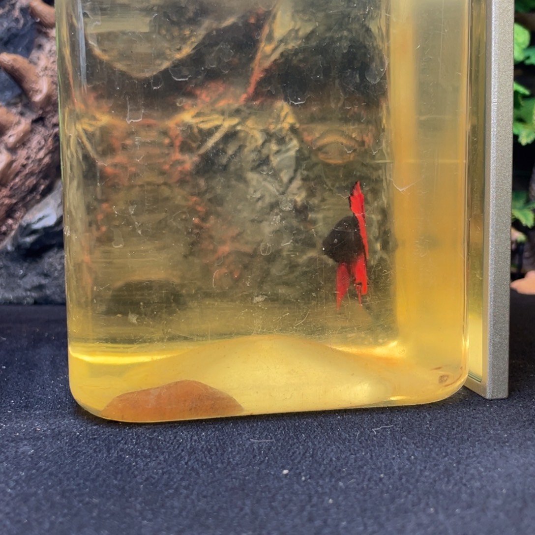 斗鱼十一月二十六日竞价