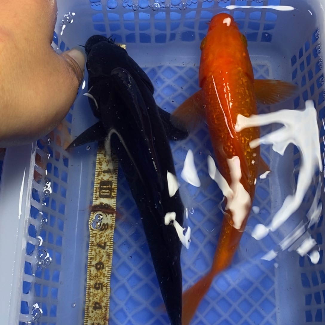锦鲤冷水锦鲤包邮